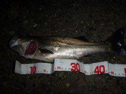 兵突の今日の色んな魚達！