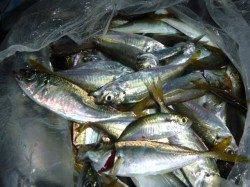 兵突の今日の色んな魚達！