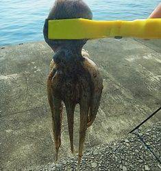 岸和田一文字で楽々フィッシング~!!