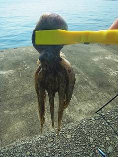 岸和田一文字で楽々フィッシング～！！