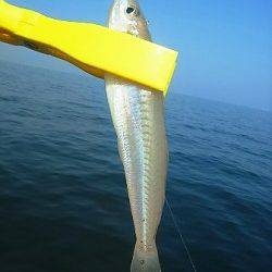 岸和田一文字で楽々フィッシング~!!