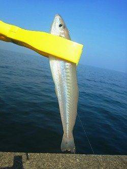 岸和田一文字で楽々フィッシング~!!