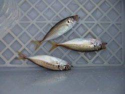 【夕方から、アジ・サバ釣れます♪】南芦屋浜