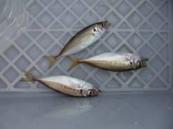 【夕方から、アジ・サバ釣れます♪】南芦屋浜…