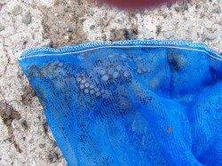 タコに豆アジ♪2日夕方泉大津RT