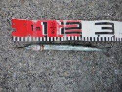 【夕方だってサヨリ釣れます！】南芦屋浜