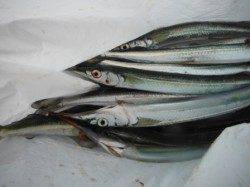 【夕方だってサヨリ釣れます！】南芦屋浜