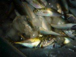 楽しい楽しい兵突の釣り!