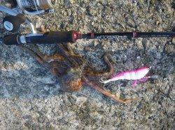 岸和田一文字でオクトパッシングー★