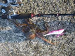 岸和田一文字でオクトパッシングー★