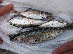 【サビキ仕掛けに、小サバ・豆アジ】南芦屋浜