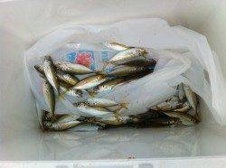 15日、午前の雑賀崎情報です!!