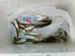 15日、午前の雑賀崎情報です！！