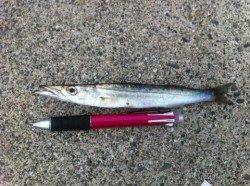 15日、午前の雑賀崎情報です!!