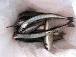 小アジに豆アジ、サヨリまで♪泉大津RT！夕方