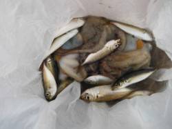 【サビキ仕掛けで、小アジ！小サバ！】南芦屋…