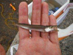 【サビキ仕掛けで、小アジ！小サバ！】南芦屋浜