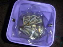 夜の兵庫突堤　涼しいタコの夜釣り