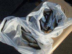 小アジが良い感じに♪　17日夕方泉大津ＲＴ