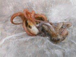 【サビキ仕掛けに、小サバ・豆アジ】南芦屋浜