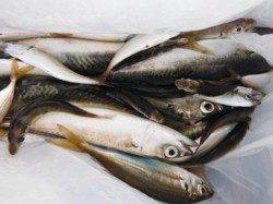 【爆釣モード突入！？サバ＆アジ】南芦屋浜