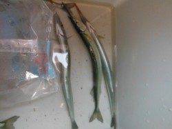 【爆釣モード突入！？サバ＆アジ】南芦屋浜