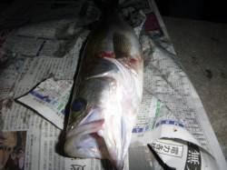 夜の兵突のチョイ投げと夜寄るサビキ！ 