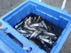 豆アジ爆釣♪18日夕方泉大津RT 