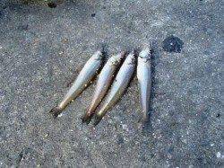 豆アジ爆釣♪18日夕方泉大津RT