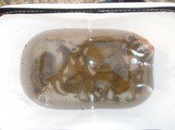 TVで噂の芦屋のタコ！南芦屋浜！