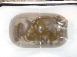 TVで噂の芦屋のタコ！南芦屋浜！