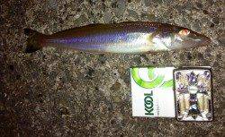 加太漁港での投げ釣り釣果