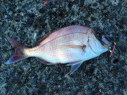 加太漁港での投げ釣り釣果