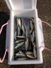 マリーナシティ海釣り公園、今日はサビキ好調！！