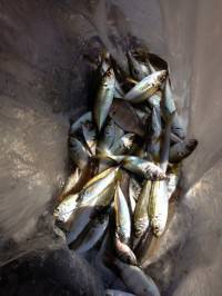 マリーナシティ海釣り公園　サビキのアジの他…