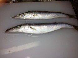 加太漁港　投げ釣り・遠投サビキでカマス・マダイ・サバ・アジ・イワシ・キス☆