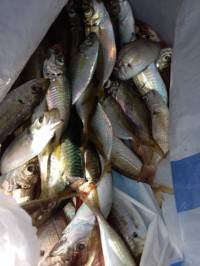 マリーナシティ海釣り公園　サビキのアジの他、チョイ投げでキスも