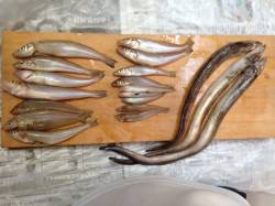 須磨　夜の投げ釣りでキス＆アナゴ