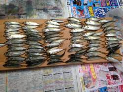 西宮浜でアジ入れ食い！サビキ釣果