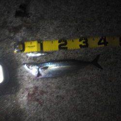 アジュール舞子　夜にウキ釣りでサバ　昼間はサヨリ！