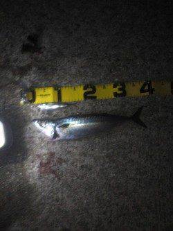 アジュール舞子　夜にウキ釣りでサバ　昼間はサヨリ！