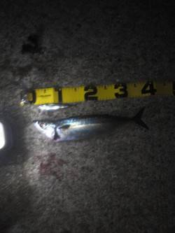 アジュール舞子　夜にウキ釣りでサバ　昼間は…