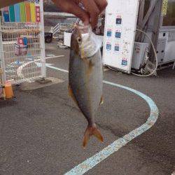 マリーナシティ海釣り公園、メタルジグでシオＧＥＴ！