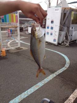 マリーナシティ海釣り公園、メタルジグでシオ…