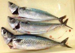 大蔵海岸でウキ釣り、ゴマサバＧＥＴ！