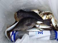 マリーナシティ海釣り公園、親子サビキの釣果☆