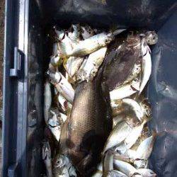 マリーナシティ海釣り公園　サビキのアジ超大漁！