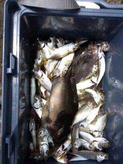 マリーナシティ海釣り公園　サビキのアジ超大漁！