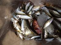 マリーナシティ海釣り公園、朝からサビキでア…