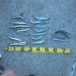 アジュール舞子　夜にウキ釣りでサバ　昼間はサヨリ！